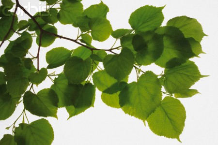 Tento link vás navede na seznam lesních školek v České republice. 